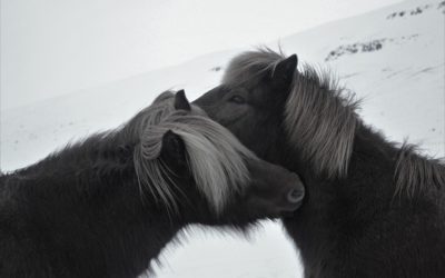 Horse Hug